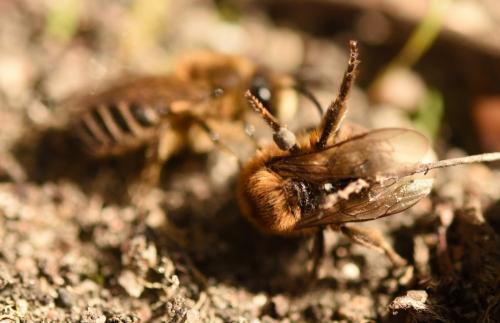 Colletes cunicularius